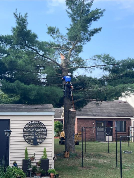 Cook's climber high in a large pine tree performing a top-down removal