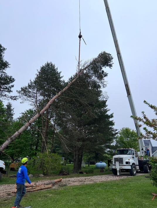 Crane lowering a large pine tree section with crew watching from below