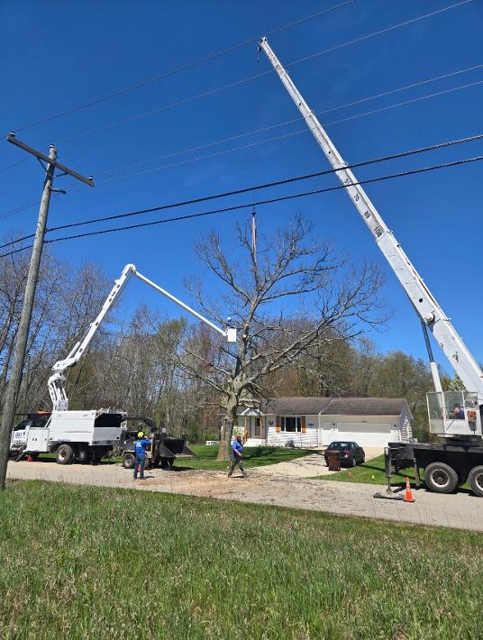 Two cranes rigging a large oak tree over a rural home