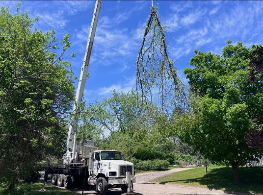 Crane lifting a full tree canopy out in one piece