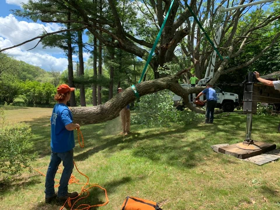 Tree Trimming & Pruning